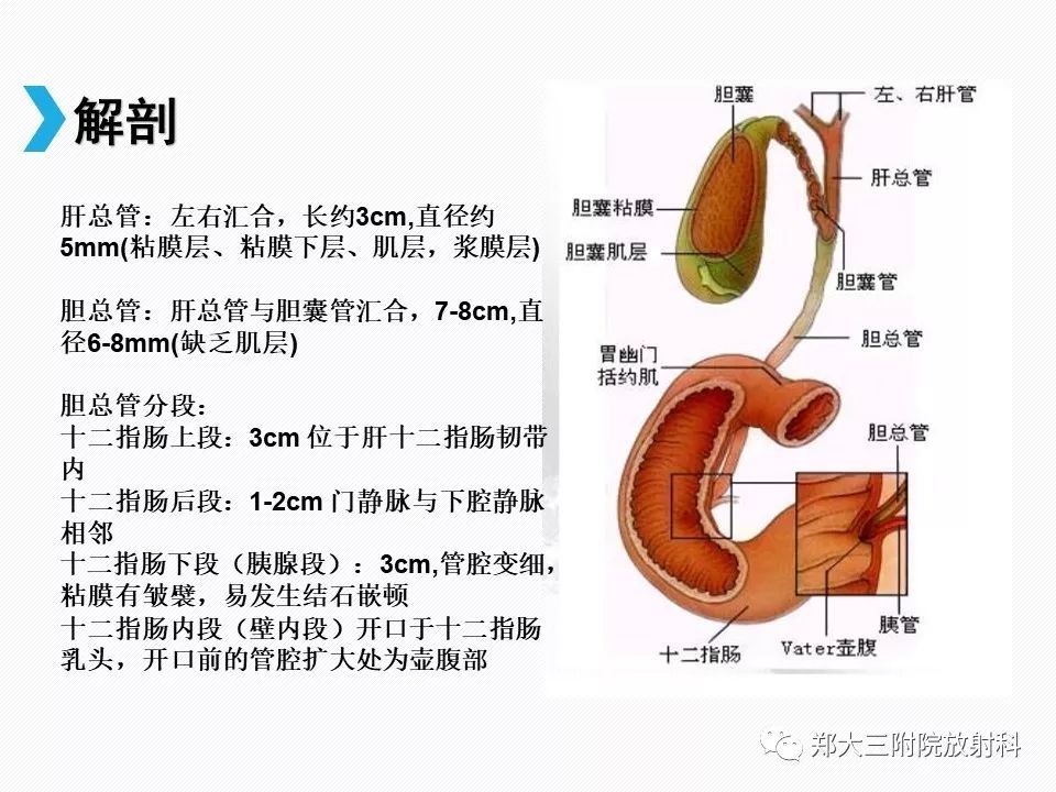 【PPT】小儿先天性胆总管囊肿CT诊断 【PPT】小儿先天性胆总管囊肿CT诊断