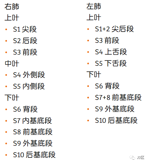 肺部影像解剖