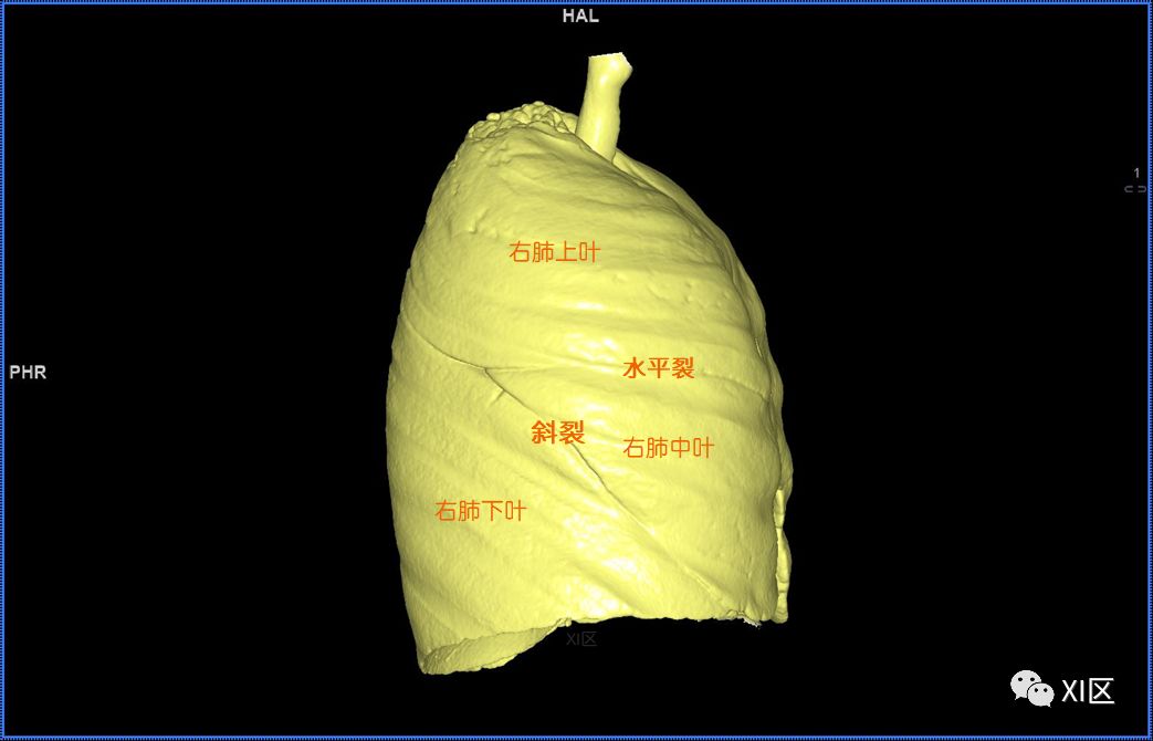 肺部影像解剖