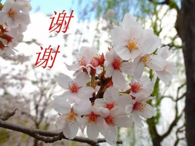 【PPT】肺磨玻璃密度阴影(GGO) 的CT诊断与处理