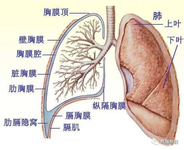 详解胸腔积液形成机理及各类影像表现