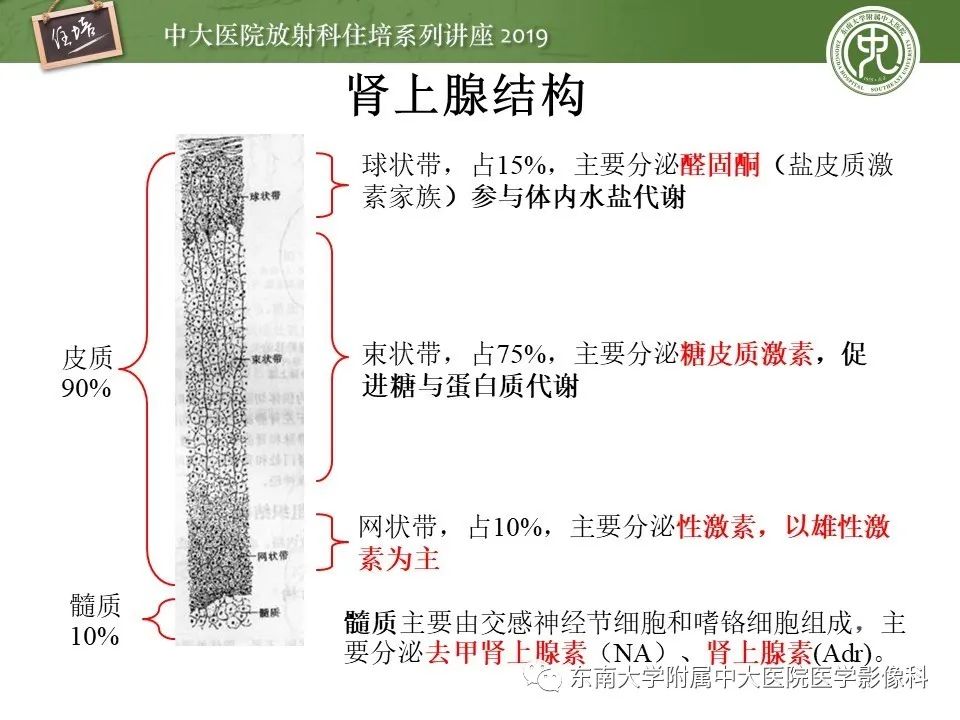 【PPT】肾上腺病变临床与影像思路分析
