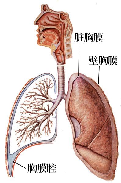胸膜解剖及胸膜孤立性纤维瘤的 CT 诊断
