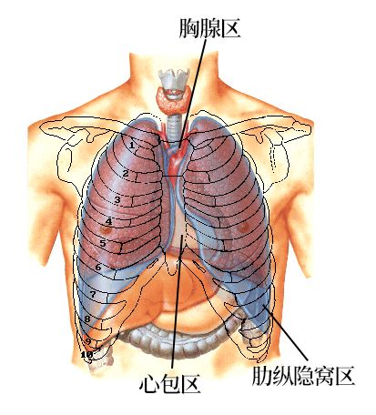 胸膜解剖及胸膜孤立性纤维瘤的 CT 诊断