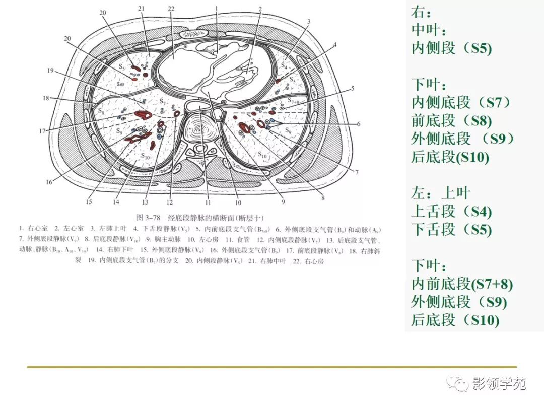 肺段与肺内管道应用解剖