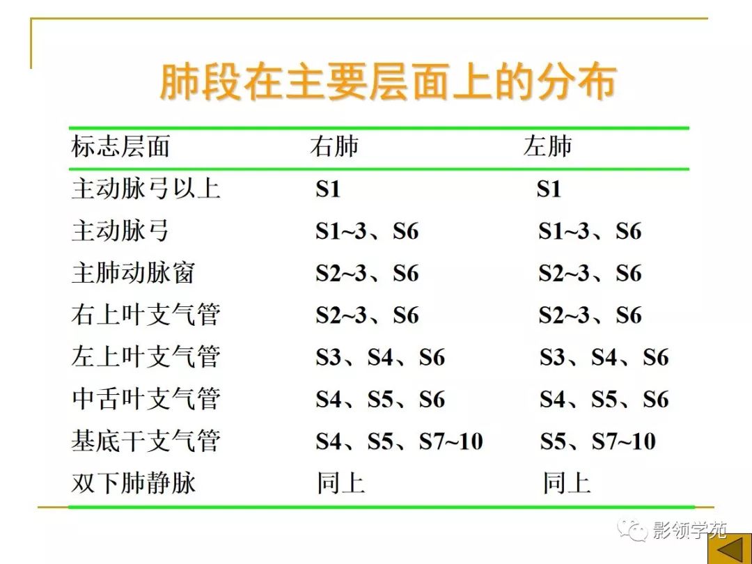 肺段与肺内管道应用解剖