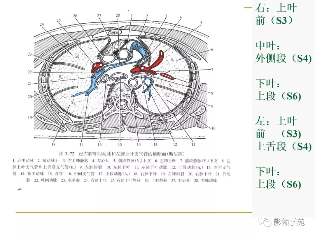 肺段与肺内管道应用解剖