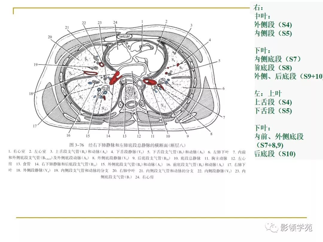 肺段与肺内管道应用解剖