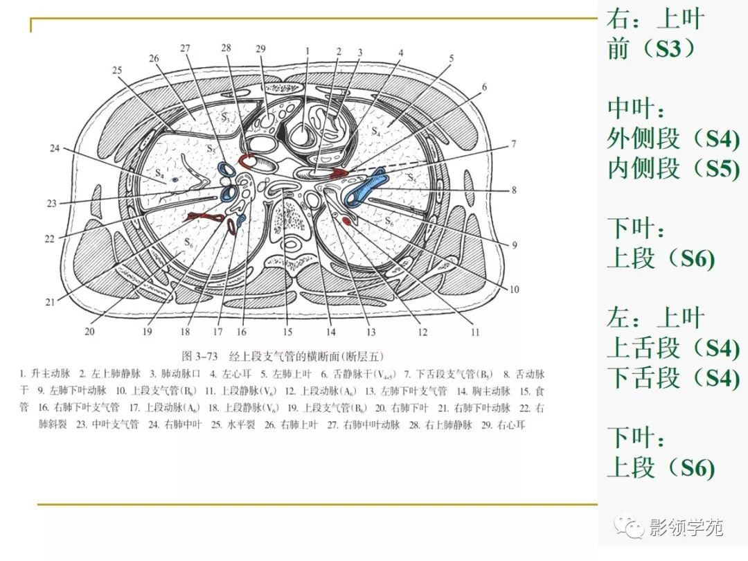 肺段与肺内管道应用解剖
