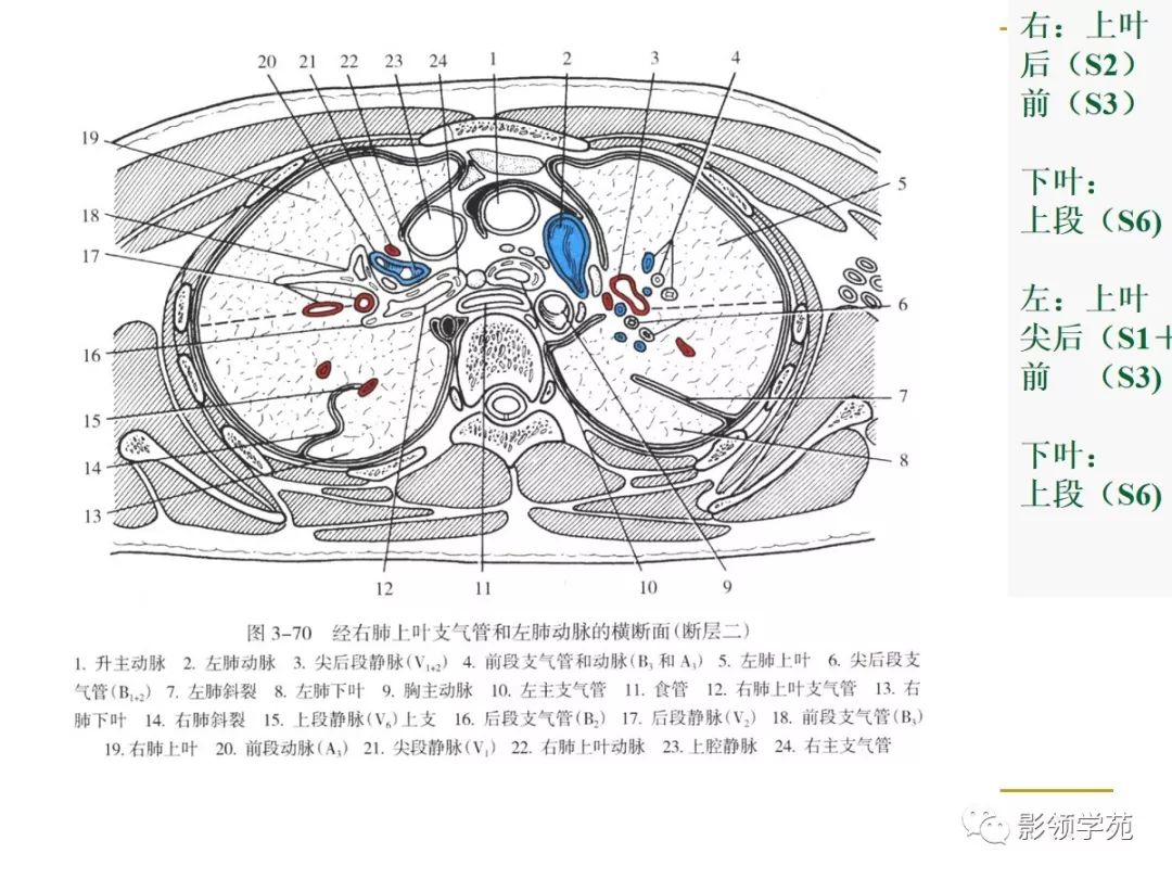 肺段与肺内管道应用解剖