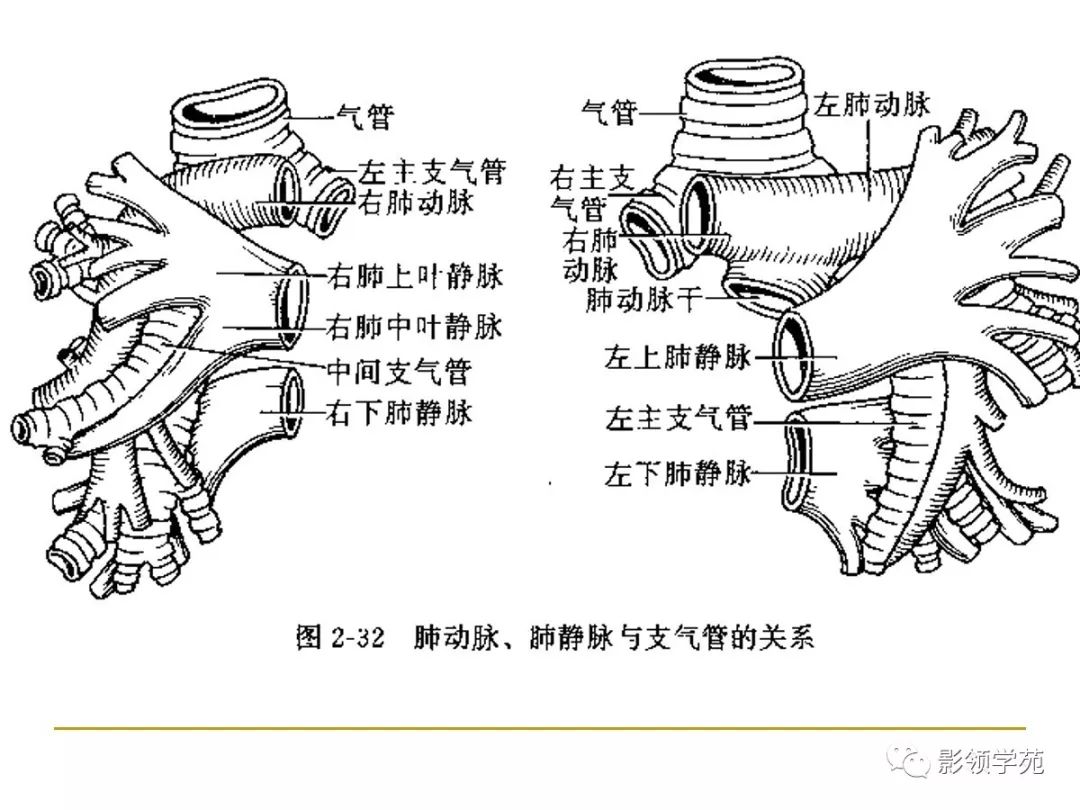 肺段与肺内管道应用解剖