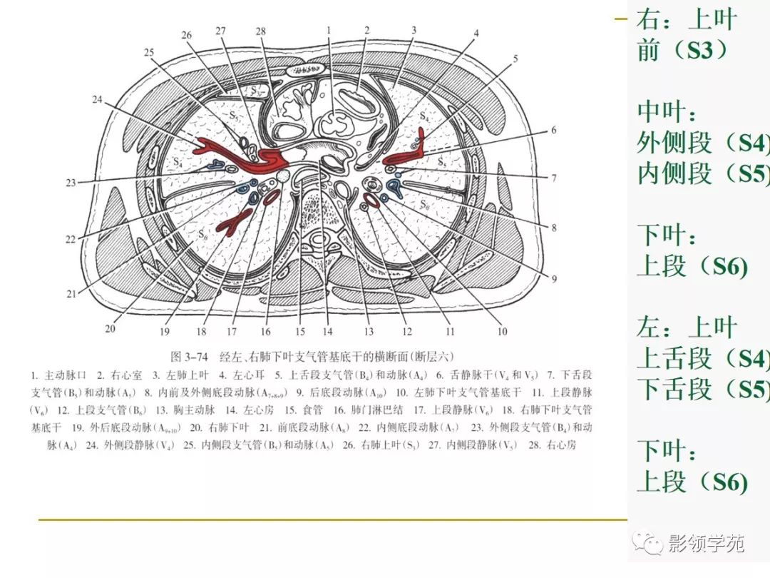 肺段与肺内管道应用解剖