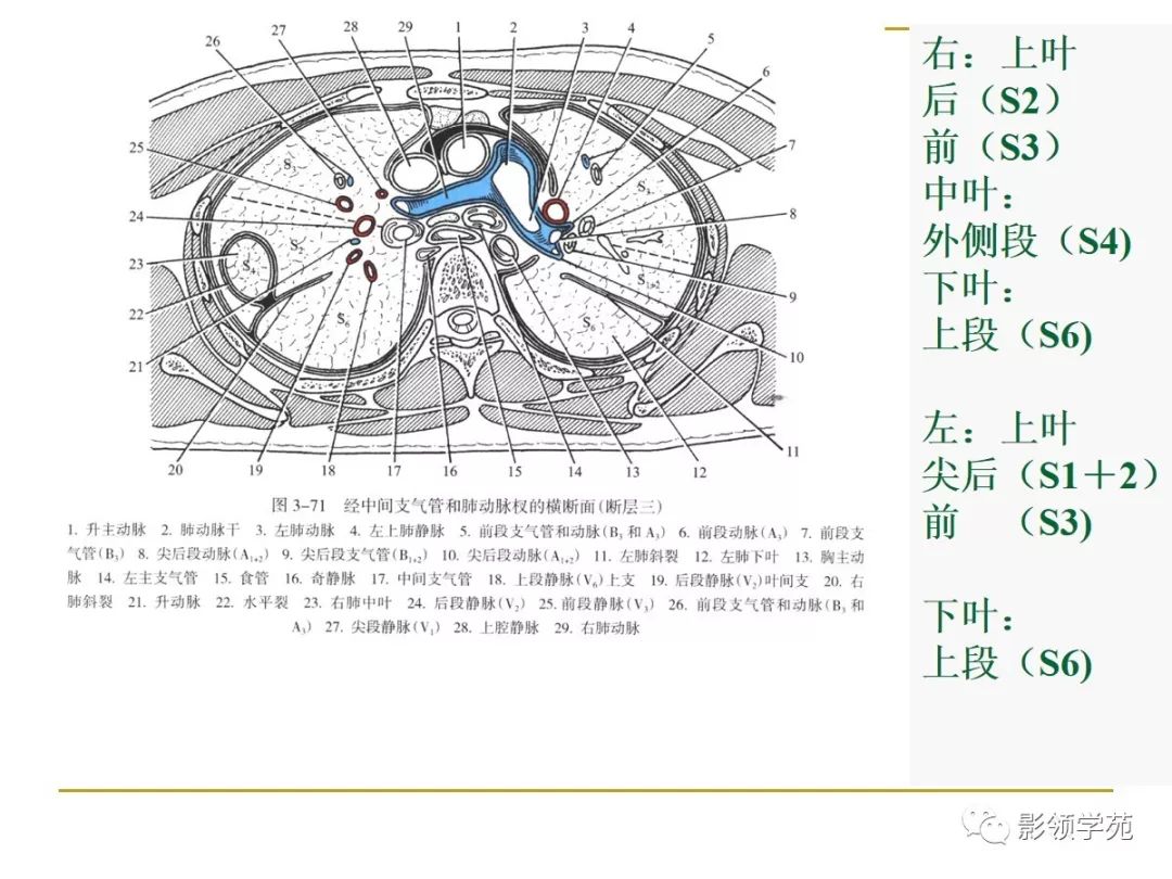 肺段与肺内管道应用解剖