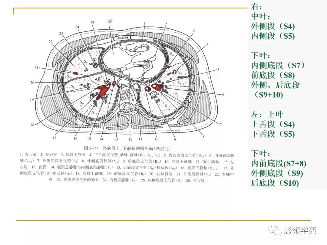 肺段与肺内管道应用解剖