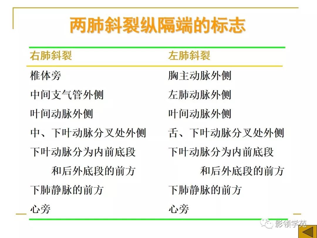 肺段与肺内管道应用解剖