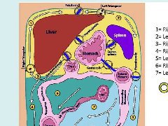 腹膜及肠系膜的病变