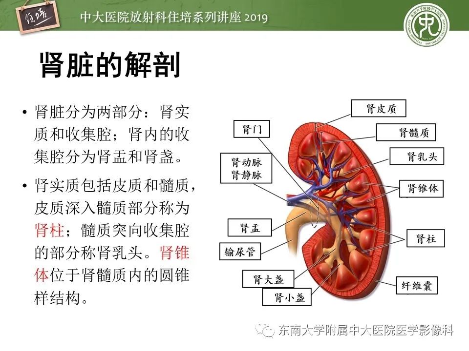 【PPT】肾脏感染性病变的影像学表现