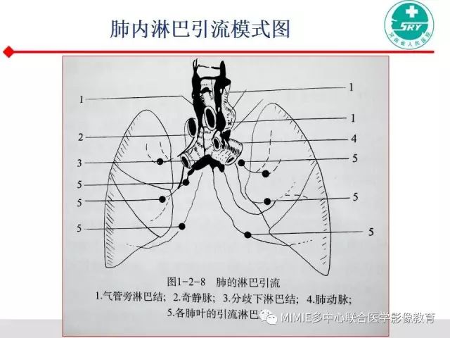 【PPT】胸部淋巴结分区及其在肺癌定性和分期诊断中的价值