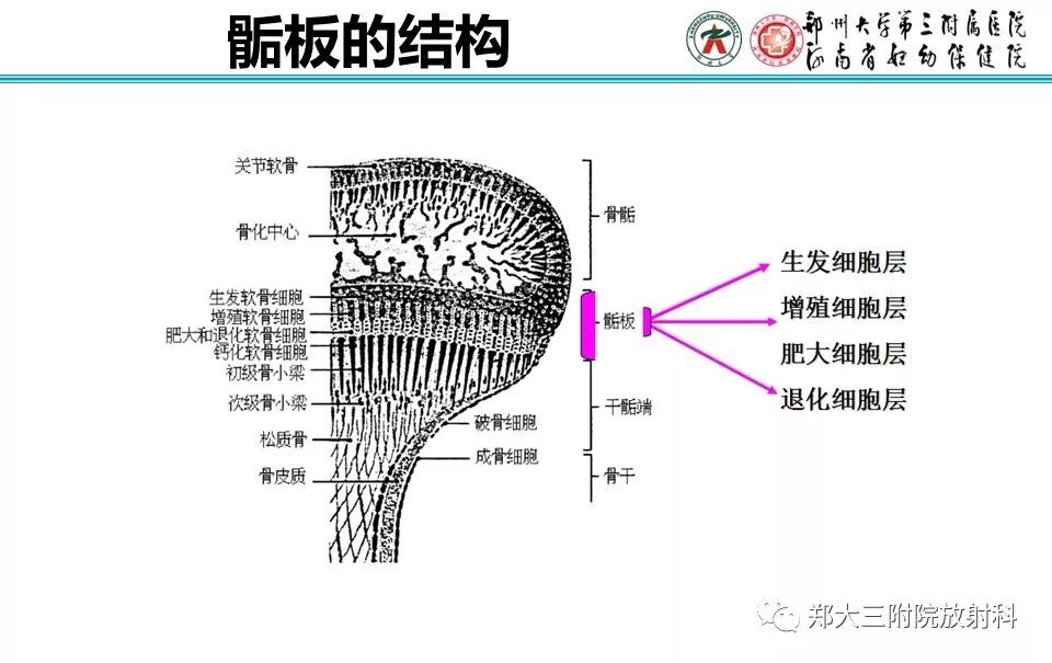 【PPT】骨骺损伤的影像诊断