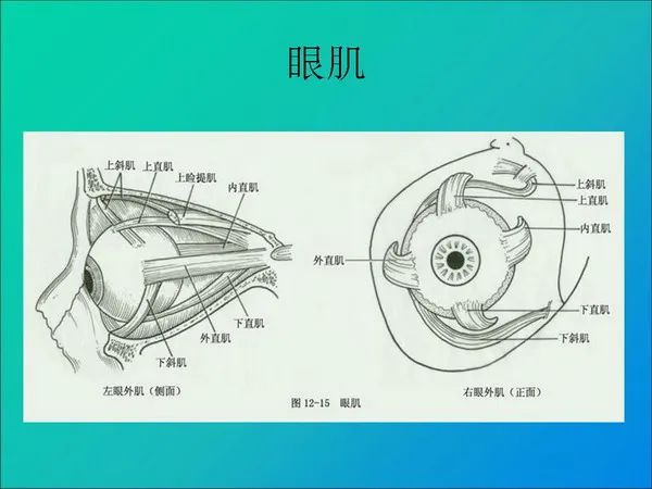 【PPT】常见眶内肿瘤影像诊断与鉴别诊断