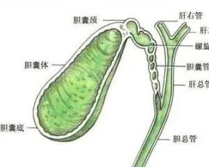 胆道解剖与变异