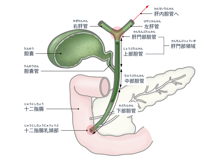 胆道解剖与变异