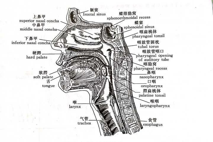 鼻咽部解剖与常见病变
