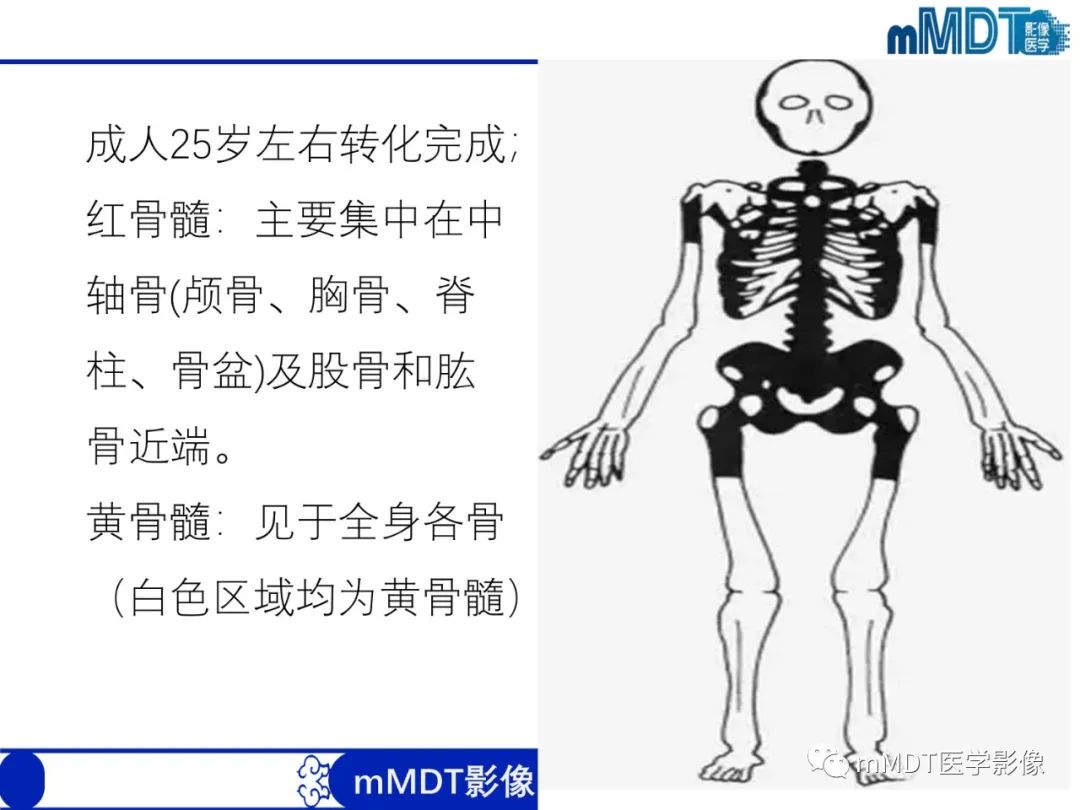 【PPT】骨髓的转化与逆转化