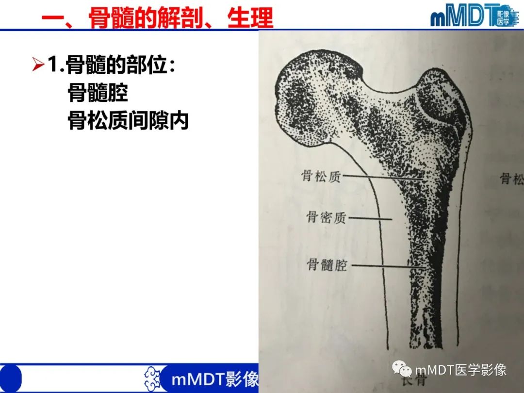 【PPT】骨髓的转化与逆转化