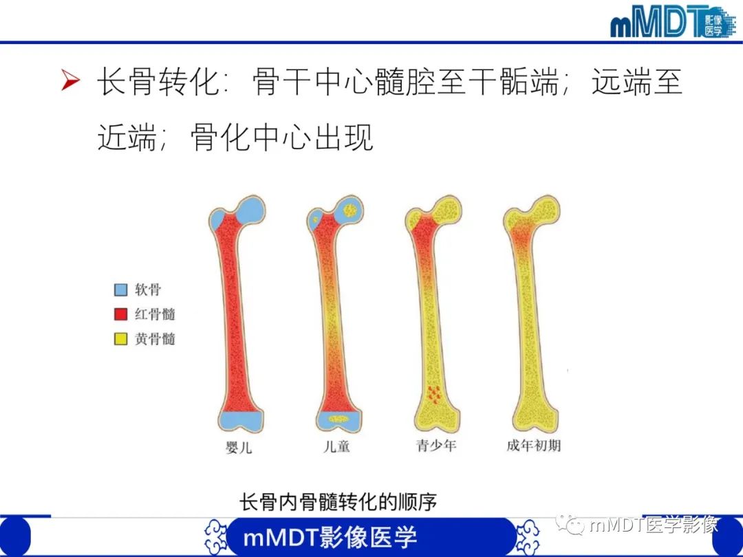 【PPT】骨髓的转化与逆转化