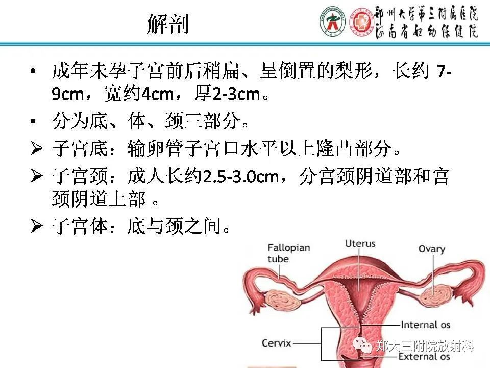 【PPT】育龄期女性正常子宫的MRI表现