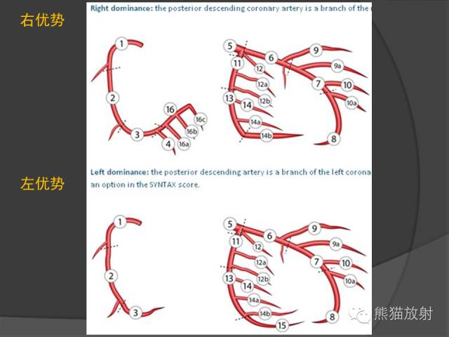 【PPT】冠状动脉解剖
