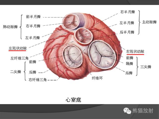 【PPT】冠状动脉解剖