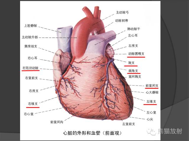 【PPT】冠状动脉解剖