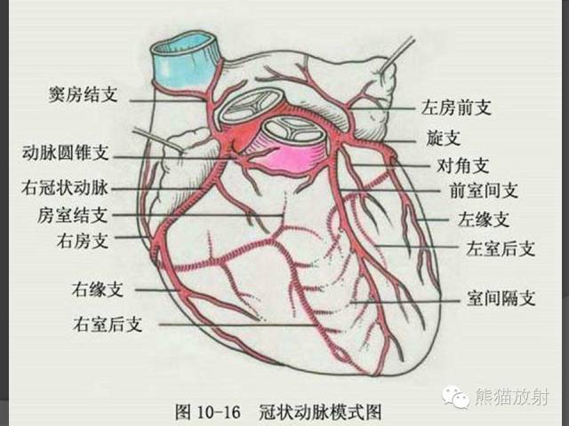 【PPT】冠状动脉解剖