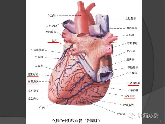 【PPT】冠状动脉解剖