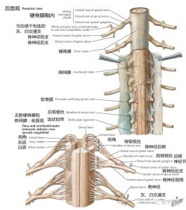 脊神经详细解剖图