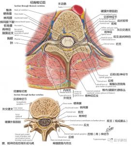 脊神经详细解剖