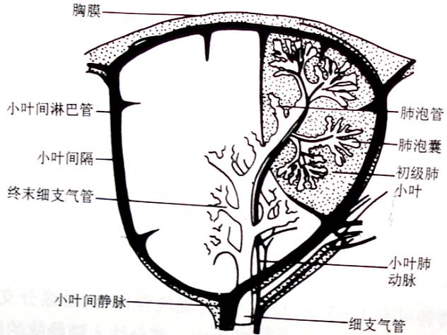 肺淋巴管肌瘤病的CT诊断及常见鉴别诊断 肺淋巴管肌瘤病的CT诊断及常见鉴别诊断