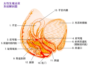 慢性子宫内膜炎