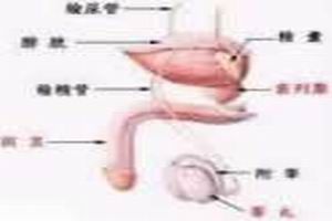 阴茎癌 阴茎癌