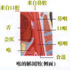 鼻疖 鼻疖