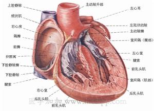 慢性缩窄性心包炎