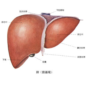 急性胆囊炎