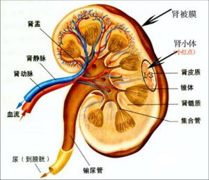 肾小管性酸中毒 肾小管性酸中毒