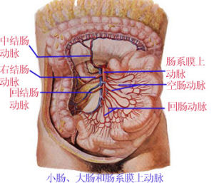 肠系膜囊肿 肠系膜囊肿