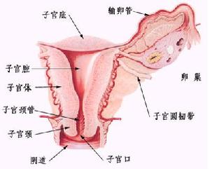 围绝经期功能失调性子宫出血 围绝经期功能失调性子宫出血