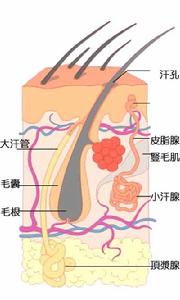 臭汗症 臭汗症