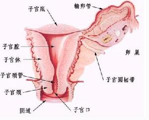 子宫息肉 子宫息肉