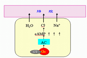 甲状旁腺功能减退症